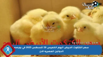 سعر الكتكوت الأبيض اليوم الخميس 28 أغسطس 2025 في بورصة الدواجن المصرية الآن